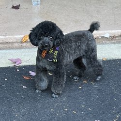 The Polished Pooch