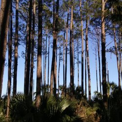 Dutton Island Preserve