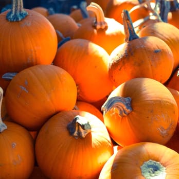 Vertuccio Farms - Fall Harvest Fest! - Farmers Market Near Me - Mesa, Arizona Vertuccio Farms - Fall Harvest Fest! - Farmers Market Near Me - Mesa, Arizona