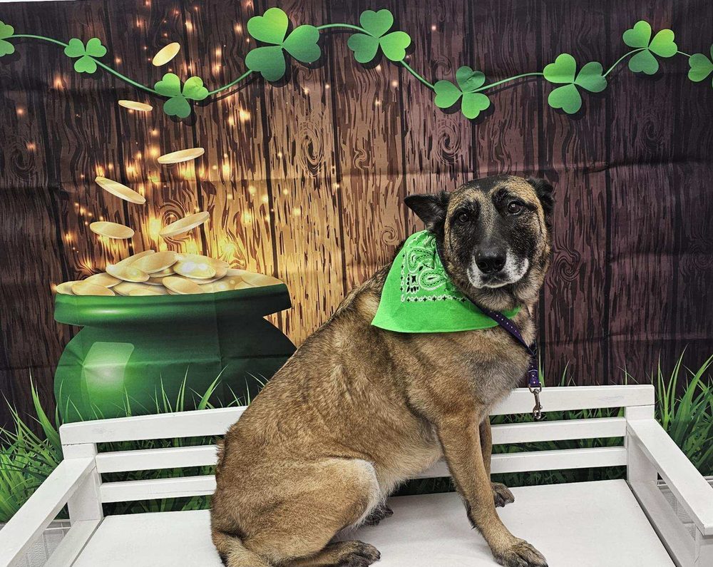 KITTY’S CANINE CLIPS Updated August 2024 71 Photos & 36 Reviews