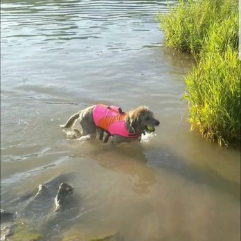 Riley Creek - Riven at the dog area playing fetch! - Campgrounds Near Me - Laclede, Idaho Riley Creek - Riven at the dog area playing fetch! - Campgrounds Near Me - Laclede, Idaho