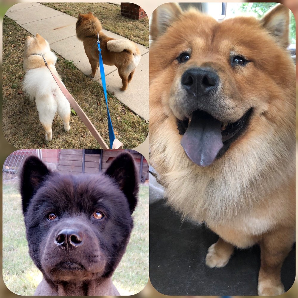 LEGACY PET GROOMING 49 Photos & 84 Reviews Pet Groomers 8756 Teel