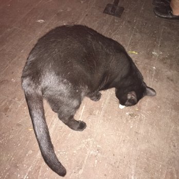 Kinta Mexican Bistro - Panchita the cat - Mexican Near Me - Cozumel, ROO