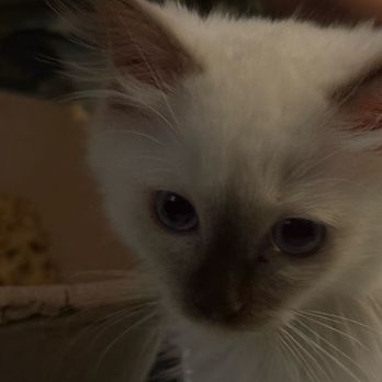 Desert Darlings Ragdolls - Herman - Pet Breeders Near Me - Yucca Valley, California Desert Darlings Ragdolls - Herman - Pet Breeders Near Me - Yucca Valley, California