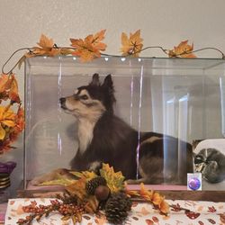 Brand Spankin Used Thrift Store - Kiya's memorial