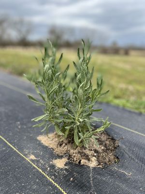 Chappell Hill Lavender Farm