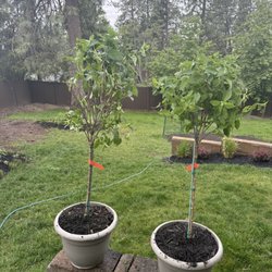Brighter blooms - Deadish tree on left.