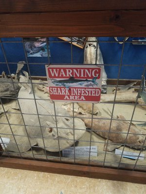 Whale, Sea Life, & Shark Museum by null