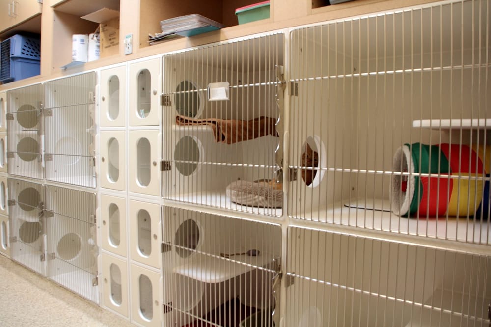 vca cat boarding cost