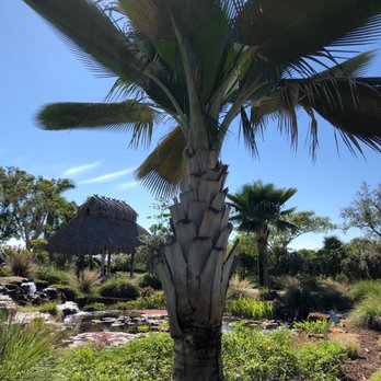 Naples Botanical Garden - Giant Yarey Palm - Botanical Gardens Near Me - Naples, Florida