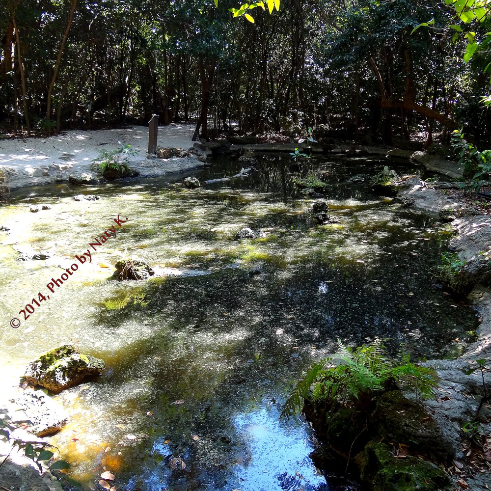 Simpson Park - Captain Snook's Pond is carpeted by green algae, that is not moss or grass, but algae on the surface of the water. - Parks Near Me - Miami, Florida Simpson Park - Captain Snook's Pond is carpeted by green algae, that is not moss or grass, but algae on the surface of the water. - Parks Near Me - Miami, Florida