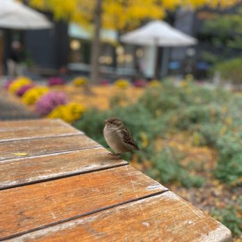 Phin Coffee House - bird that joined us for lunch :) (not on menu) - Vietnamese Near Me - Boston, Massachusetts