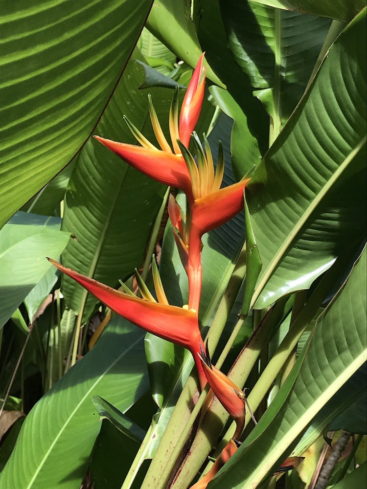 NAHIKU TROPICALS Updated August 2024 24 Photos Hana, Hawaii