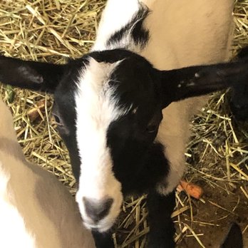 Chip-In Farm - So cute - Farmers Market Near Me - Bedford, Massachusetts