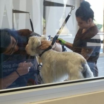 Petco - Nice grooming facility - Pet Training Near Me - Manteca, California Petco - Nice grooming facility - Pet Training Near Me - Manteca, California