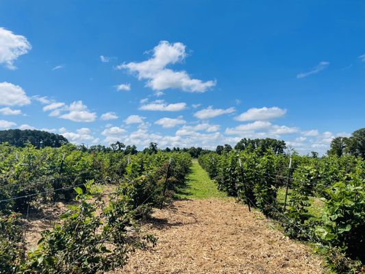Mount Pleasant Farms by null