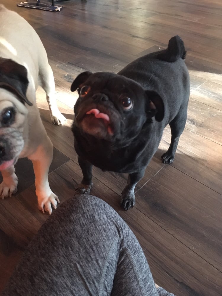 Mindful Dog Mom - pet boarding facility in Spring Valley, NV