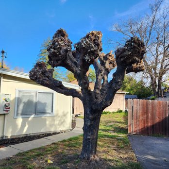 Empire Tree And Landscape Service - Annual Mulberry tree trimming - Tree Services Near Me Empire Tree And Landscape Service - Annual Mulberry tree trimming - Tree Services Near Me