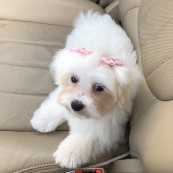 Luckys - Maltese haircut - Pet Groomers Near Me - Santa Monica, California