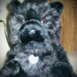 Beloved Pets by Gina