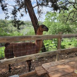 The Shady Llama - This llama has attitude! What did we do to you? Snotty but cute... those ears say exactly what they are thinking!