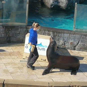 Long Island Aquarium - Sea lion training and feeding debi - Aquariums Near Me - Riverhead, New York Long Island Aquarium - Sea lion training and feeding debi - Aquariums Near Me - Riverhead, New York