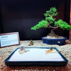 Sunny Bonsai