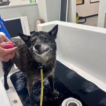 Dynamite Dogs Training & Grooming - Someone loved her bath - Pet Training Near Me - Murrieta, California