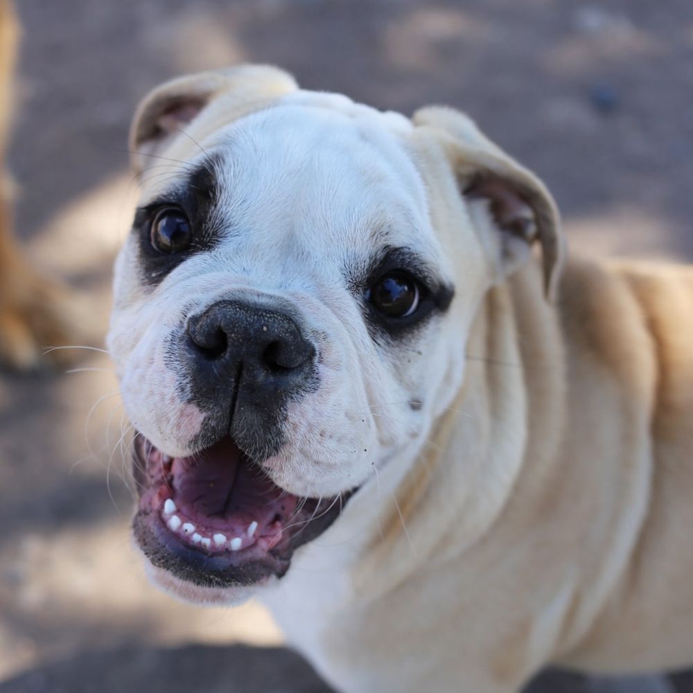 ALL4PAWS Updated August 2024 2207 State Ave, Alamosa, Colorado