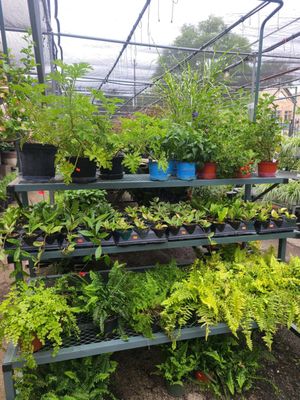 Adams & Son & Daughter Gardens by null