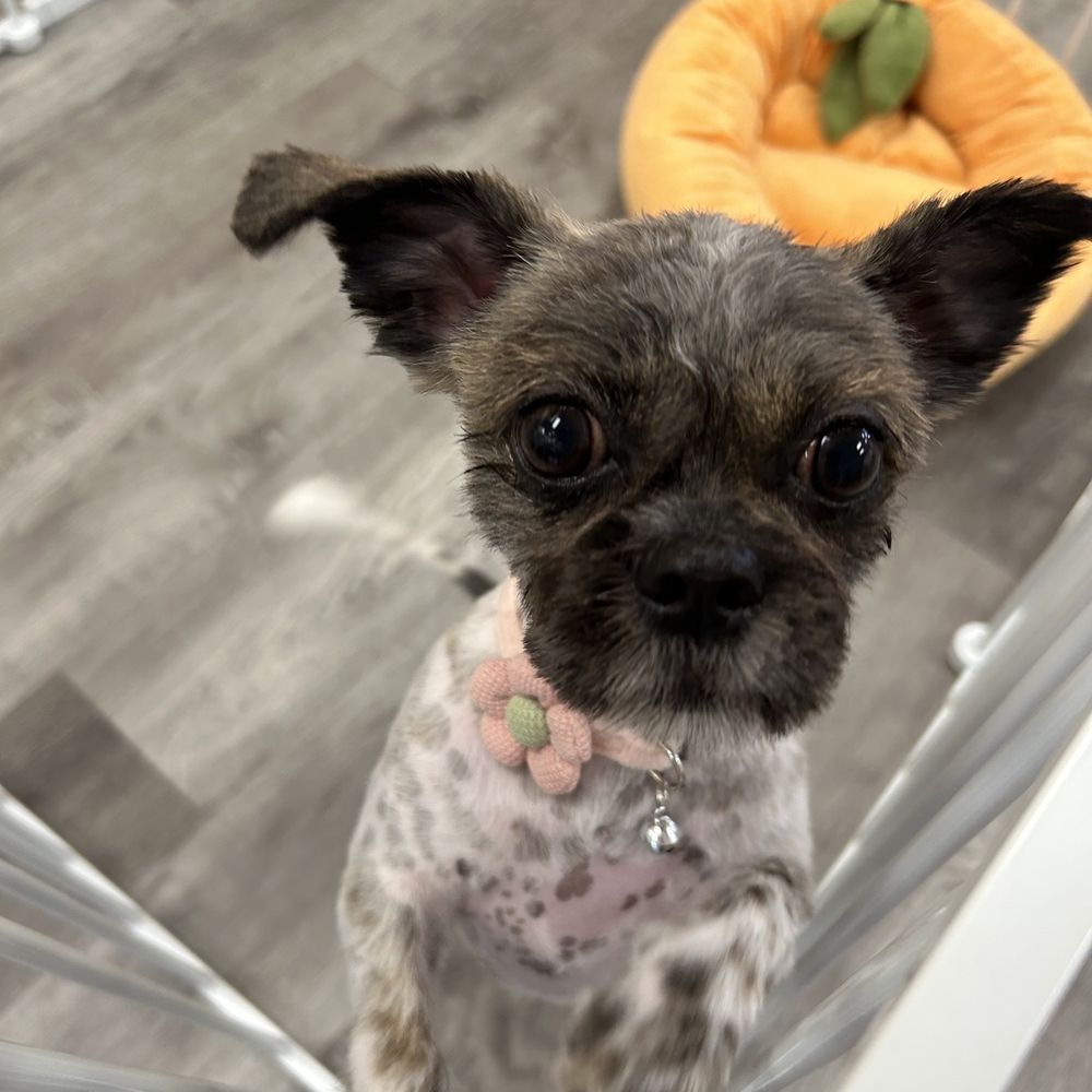 Pet Beloved - Pet Groomers Near Me - San Diego, California Pet Beloved - Pet Groomers Near Me - San Diego, California
