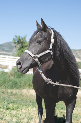 Trail Rides - AGES 7+
We have a 220 lb weight limit
COST
1 hour - $60 per person
1 1/2 hours - $80 per person
2 hours - $100 per person
*Helmet rentals available: $3 each
Trail Ride Information FAQs
- Must wear boots or lace up shoes with socks. No sandals,slip-ons, flip flops or open toed shoes allowed.
- Arrive a half hour ahead of your scheduled ride time- the ride leaves at the scheduled time and cannot wait for you. There is paperwork will need you to fill out so we appreciate you being 30 minutes early.
Trail Rides - AGES 7+
We have a 220 lb weight limit
COST
1 hour - $60 per person
1 1/2 hours - $80 per person
2 hours - $100 per person
*Helmet rentals available: $3 each
Trail Ride Information FAQs
- Must wear boots or lace up shoes with socks. No sandals,slip-ons, flip flops or open toed shoes allowed.
- Arrive a half hour ahead of your scheduled ride time- the ride leaves at the scheduled time and cannot wait for you. There is paperwork will need you to fill out so we appreciate you being 30 minutes early.
