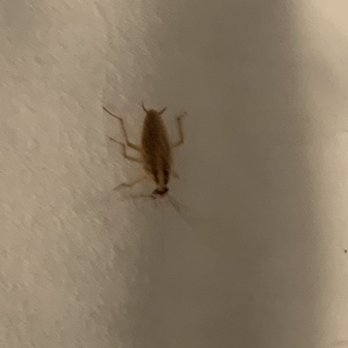 Hilton Miami Dadeland - Cockroach I had to kill at 11pm after it ran across my pillow. @Hilton, Miami-Dade on Kendall St. - Hotels Near Me - Miami, Florida Hilton Miami Dadeland - Cockroach I had to kill at 11pm after it ran across my pillow. @Hilton, Miami-Dade on Kendall St. - Hotels Near Me - Miami, Florida