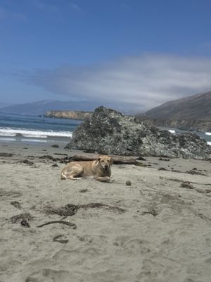 Sand Dollar Beach by null