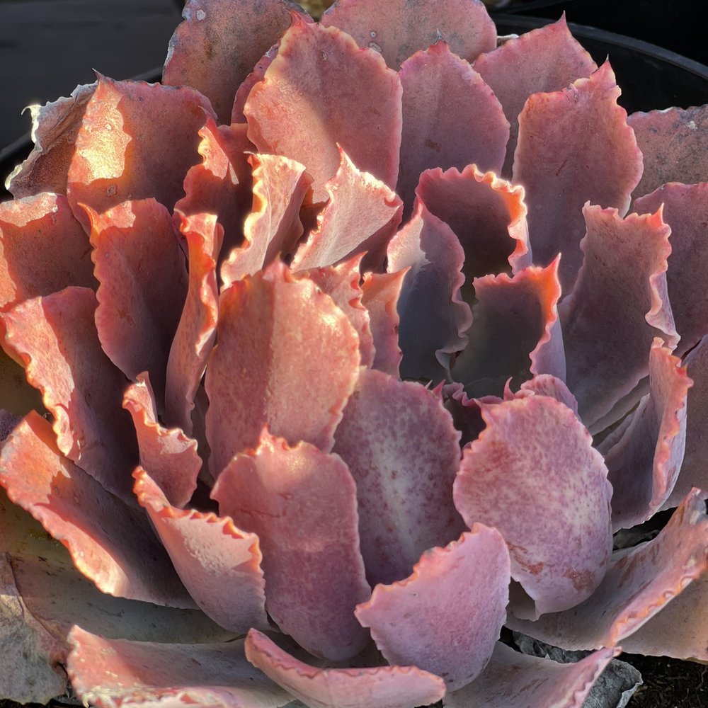 Armstrong Garden Centers - Nurseries & Gardening Near Me - Temecula, California