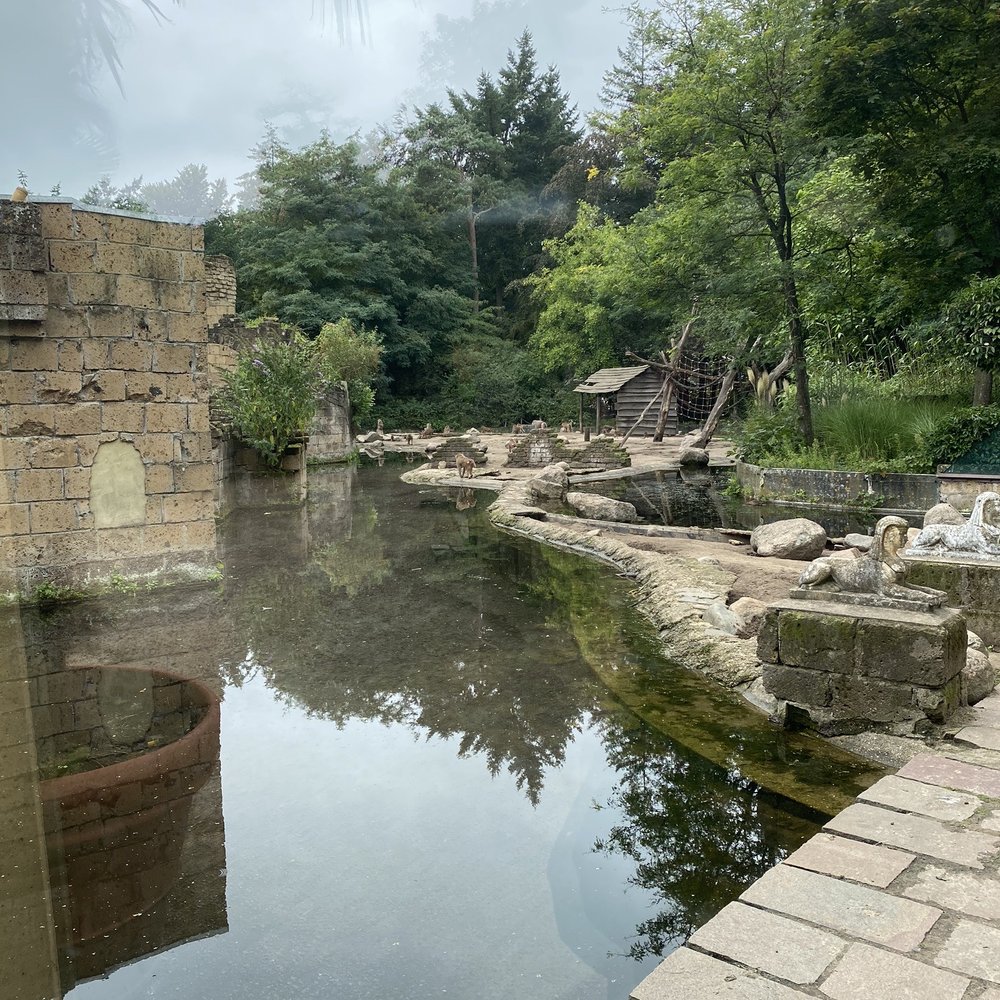 DierenPark Amersfoort - Monkey island - Zoos Near Me - Amersfoort, Utah