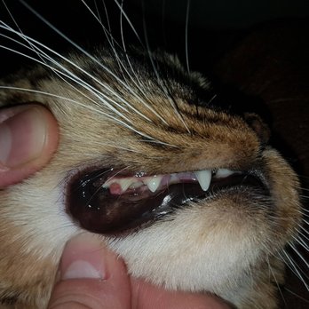 Cozy Cats NY - Malocclusion of the jaw causing ulcer and inflammation of the gums. - Pet Breeders Near Me