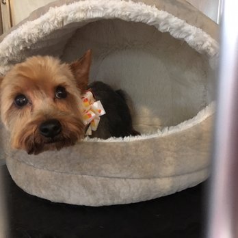 Doggie Do's - Pet Groomers Near Me - Fishkill, New York