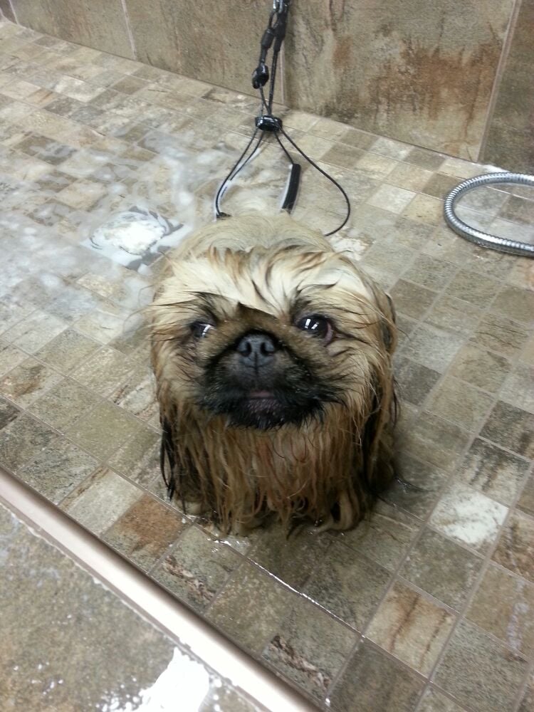 orijen dog food pet valu