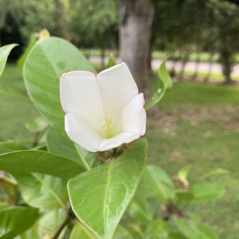 Gifford Arboretum - Parks Near Me - Coral Gables, Florida