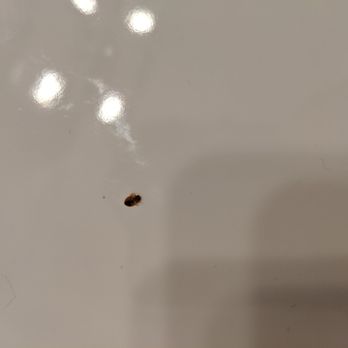 Pembroke Inn - Another bed bug. - Hotels Near Me - Toronto, Ontario Pembroke Inn - Another bed bug. - Hotels Near Me - Toronto, Ontario