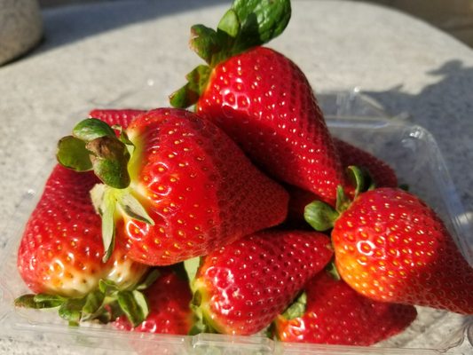 Nakamura Berry Growers by null