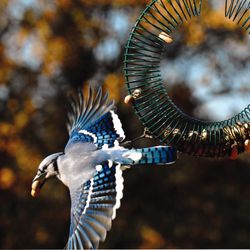 Wild Birds Unlimited - Adding peanuts is a great way to get a wider variety of birds on your feeder station!