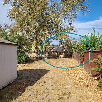 Elenes Tree Service - This overhanging branch goes into the neighbors yard. Need this tree cleaned up. - Tree Services Near Me - Rialto, California