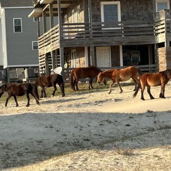 Wild Horse Adventure Tours - Tours Near Me - Corolla, North Carolina