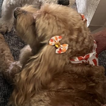 Sparkling Pups - Leilani smelling good - Pet Groomers Near Me - Spring Valley, California