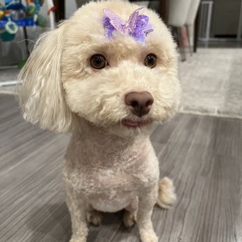 Dream Pet Grooming  - Pet Groomers Near Me - Irvine, California