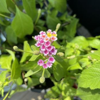 Good Earth - Lantana - on clearance! - Farmers Market Near Me - Augusta, Georgia