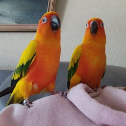 TuggTugg and Miss Pickles