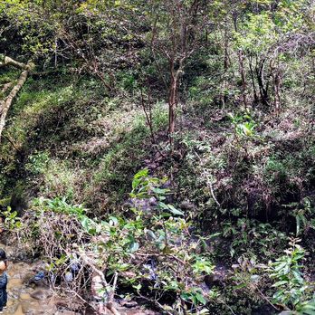 Waimano Loop Trail - Hiking Near Me - Pearl City, Hawaii